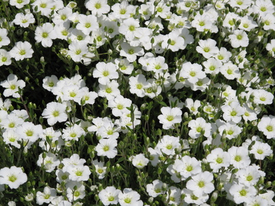 Blumenpracht in weiß 2