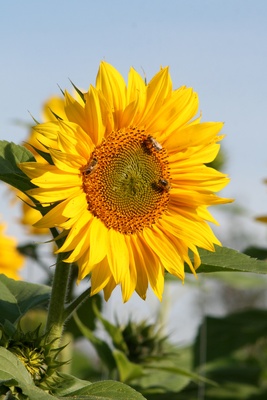 fleißige bienchen