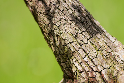 Stamm Weissdorn Bonsai Baum