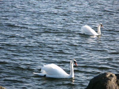 Zwei Schwäne im Hafen