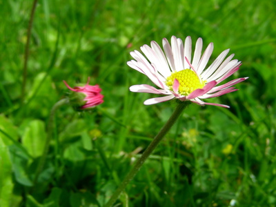 Frühling Gras & Gänseblümchen