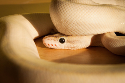 weiße Python