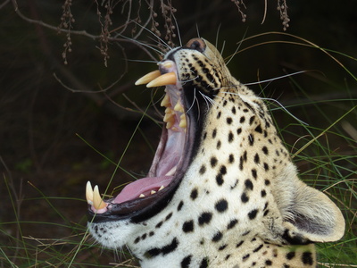 yawing leopard
