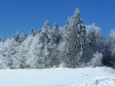 Waldrand im Winter