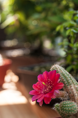 Rote Blüte von einem Kaktus