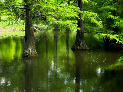 Bäume im Wasser