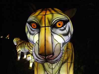 Tiger at night