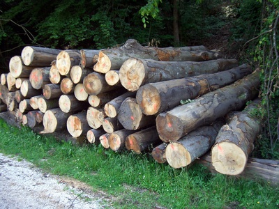 Holzstapel am Waldrand