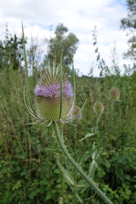 wunderbare Distel