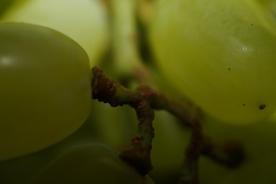 Im Inneren der Weintraubenrebe