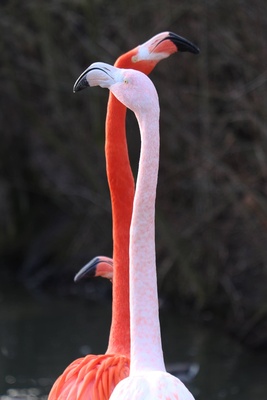 Flamingos rot weiß