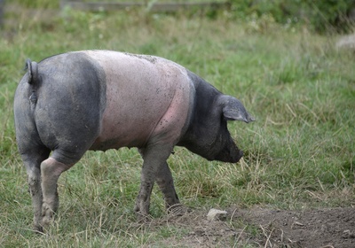 Landschwein  " Mohrenköpfle"