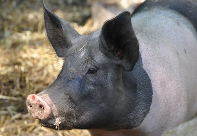 ein Schweineportrait