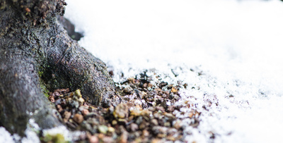 Stamm eines Bonsai Baum mit Schnee