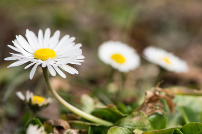 Gänseblümchen im Frühjahr