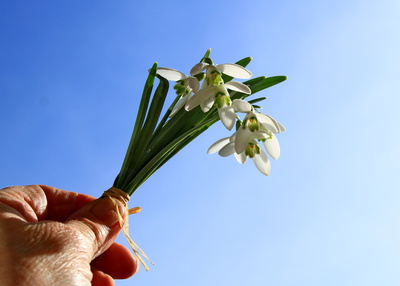 ich bring dir den frühling