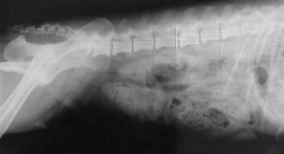 Röntgenbild Thorax / Hüfte (Hund)
