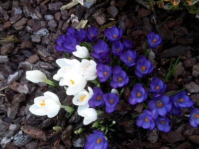 Frühling in lila-weiß