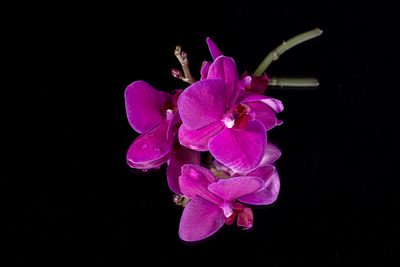 Orchidee im Spiegel