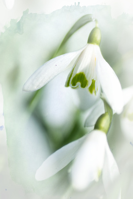 Snowdrop