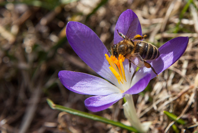 Biene holt Blütennektar