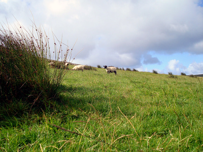 Irisches Schaf