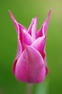 Pinke Tulpe