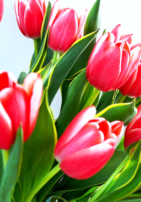 Tulpen Rot-Weiss .