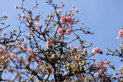 Frühling