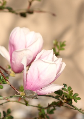magnolienblüten