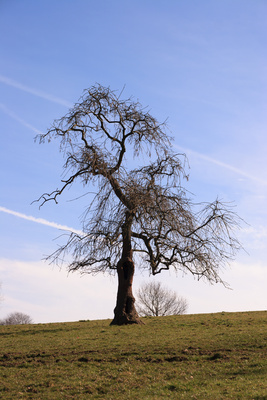 Baum auf Feld