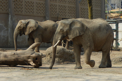 Afrikanische Elefanten