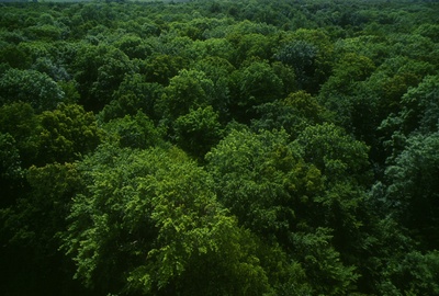 Bäume im Hainich in Thüringen