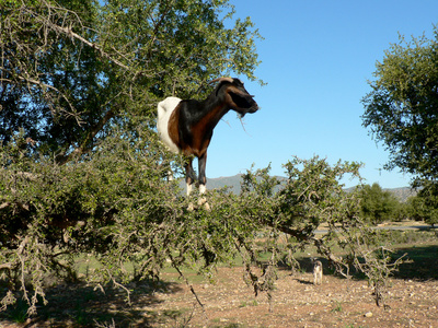Marokko - Ziege im Arganbaum