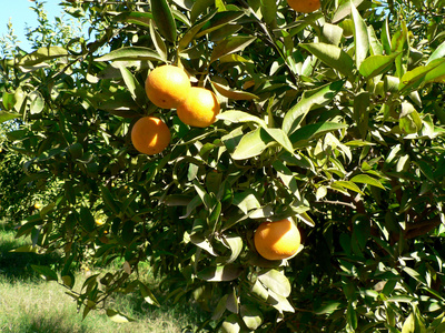 Marokko Orangen