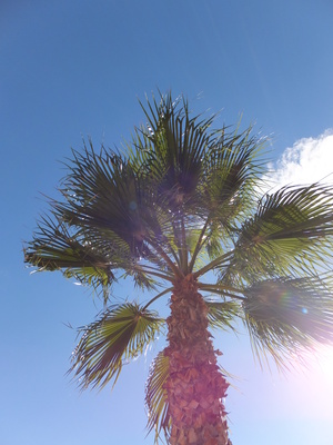 Palme im Sonnenlicht