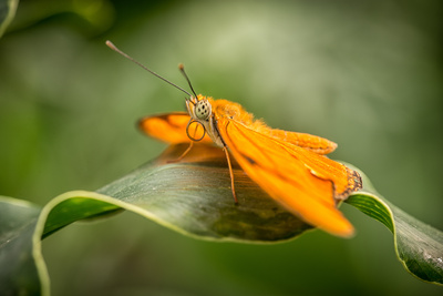 Schmetterling