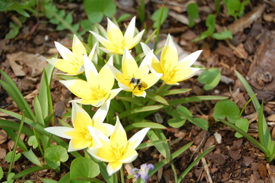 Blumen mit Biene