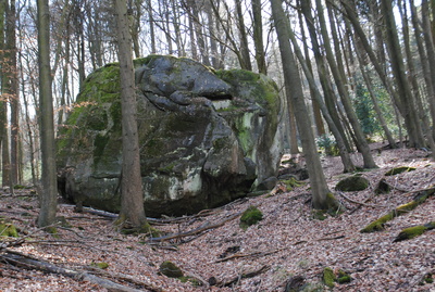 Koloss im Wald