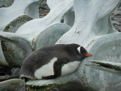 Antarktis - Walknochen und Pinguin