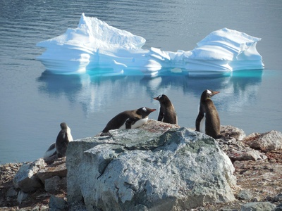 Antarktis - Pinguine und Eisberg