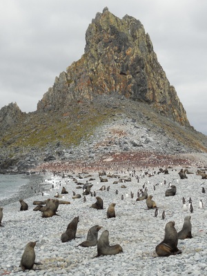 Antarktis - Seelöwen und Pinguine