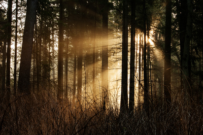 Licht ins Dunkel Licht ins Dunkel