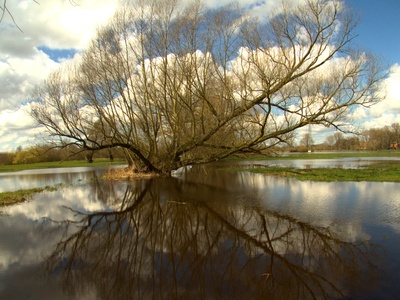 Flutwiesen-Baum