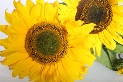 Sonnenblumen - Nahaufnahme