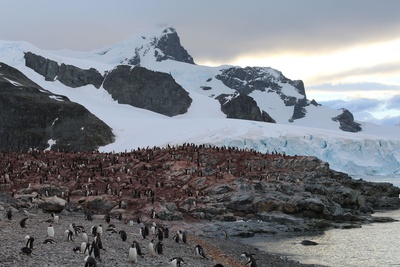 Antarktis - Pinguinkolonie
