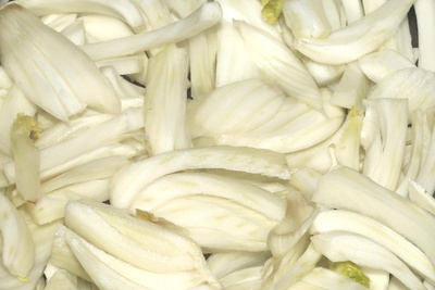 Fenchel 11