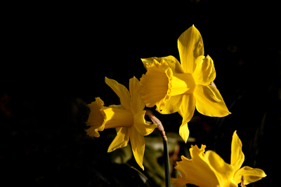 Der Frühling ist da