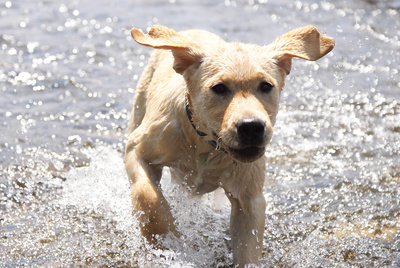 Labradorwelpe Kasper spiel im Wasser