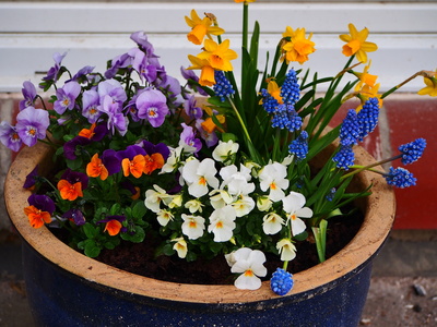 ein bunter frühlingsgruß